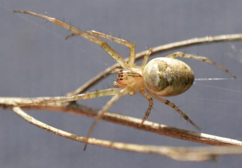 Metellina segmentata
